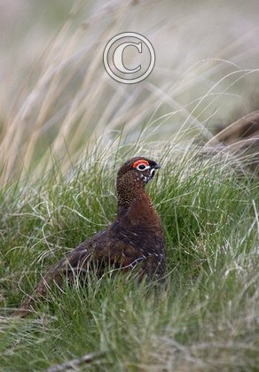 Red Grouse DM0556
